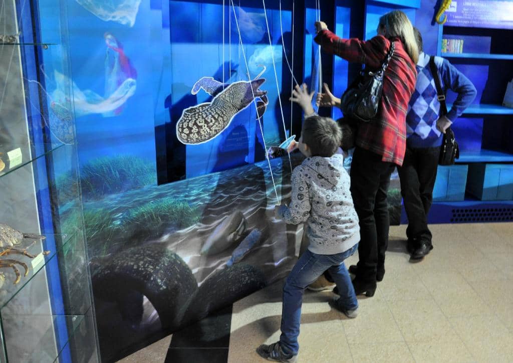 Reptile and Amphibian Collection