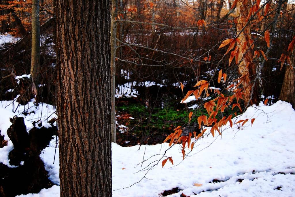 Babbling Brooks and Streams