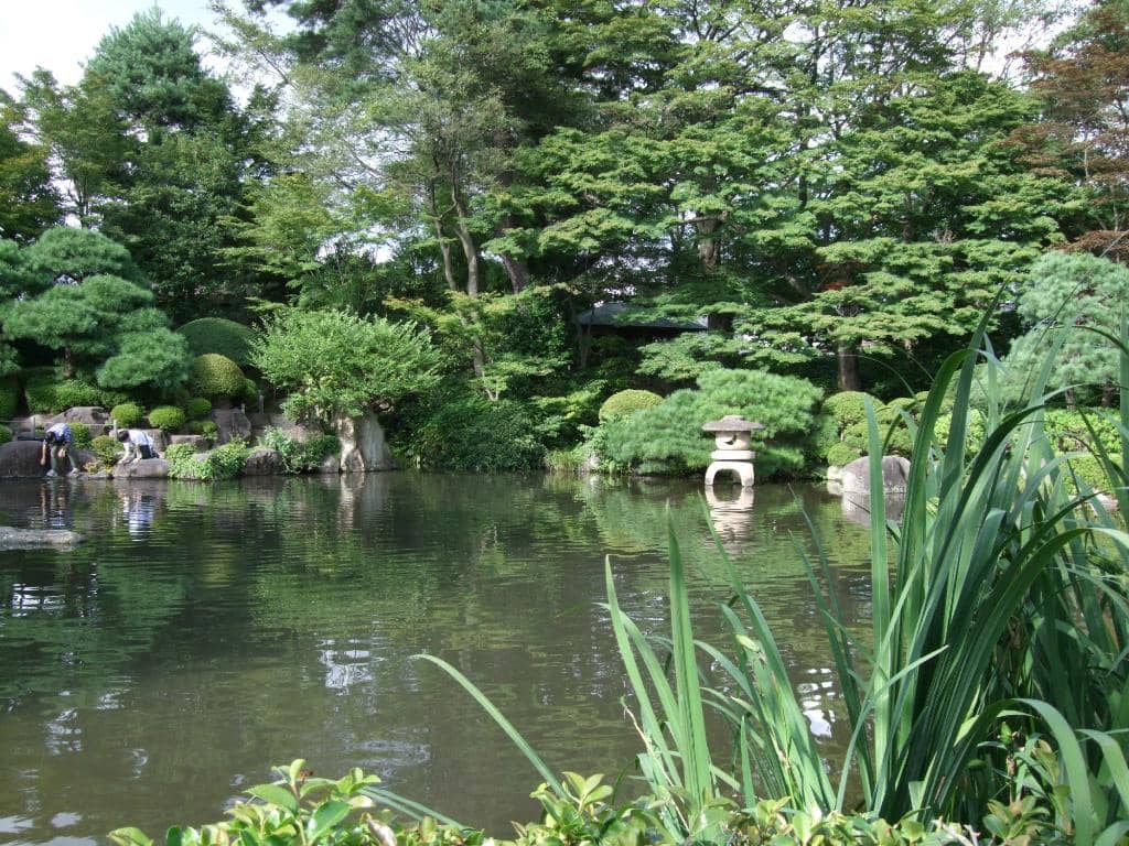 Serene Koi Pond