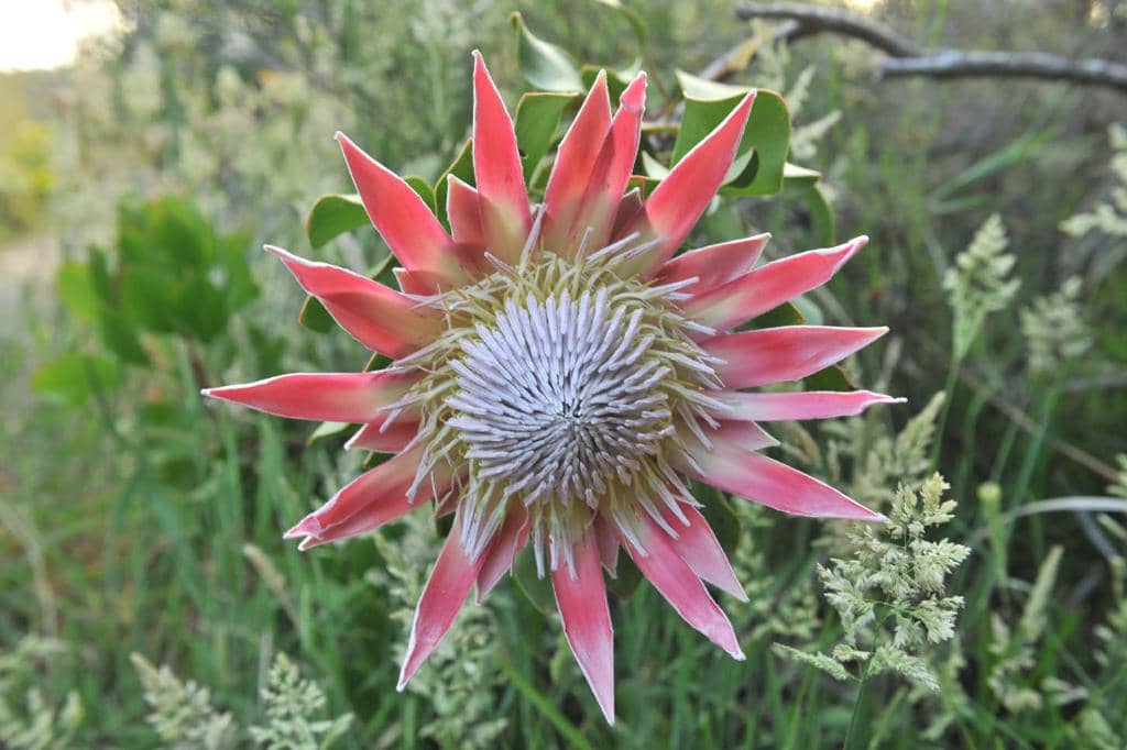 Wildflower Spectacle