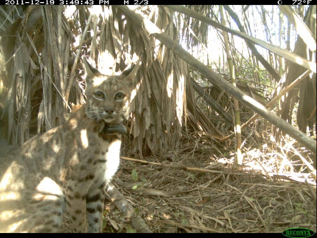 Rabb Plantation House