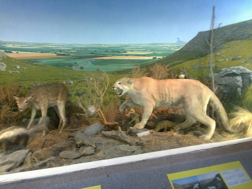 Fossil Discoveries
