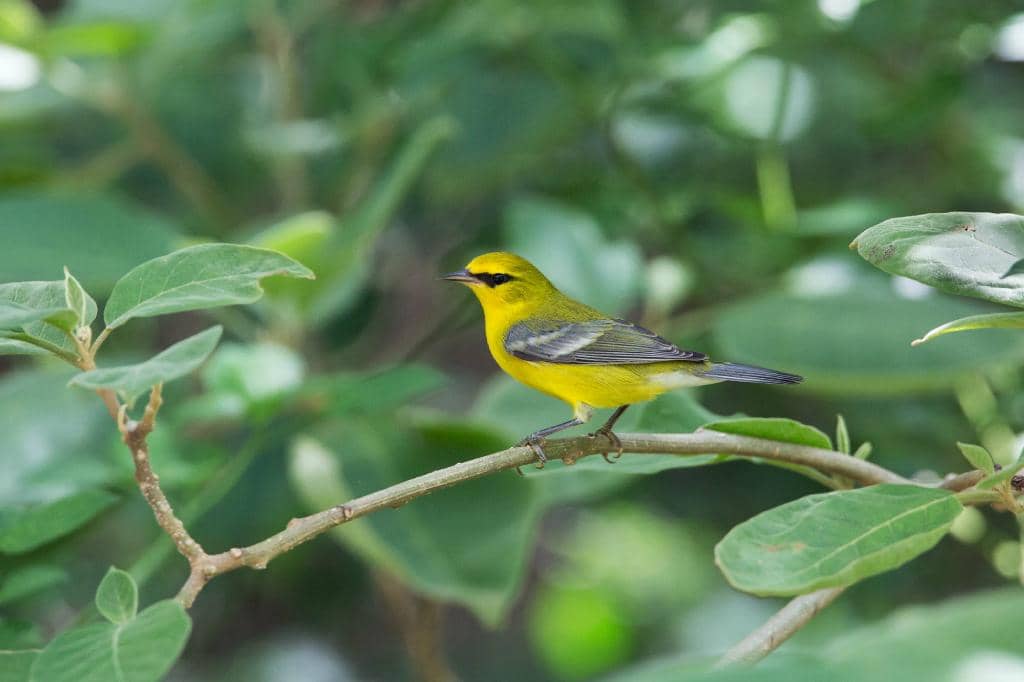 Old-Growth Sabal Palm Forest