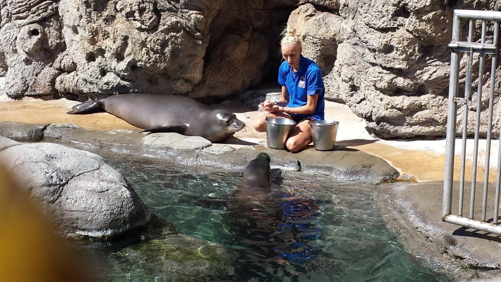 The Majestic Grouper