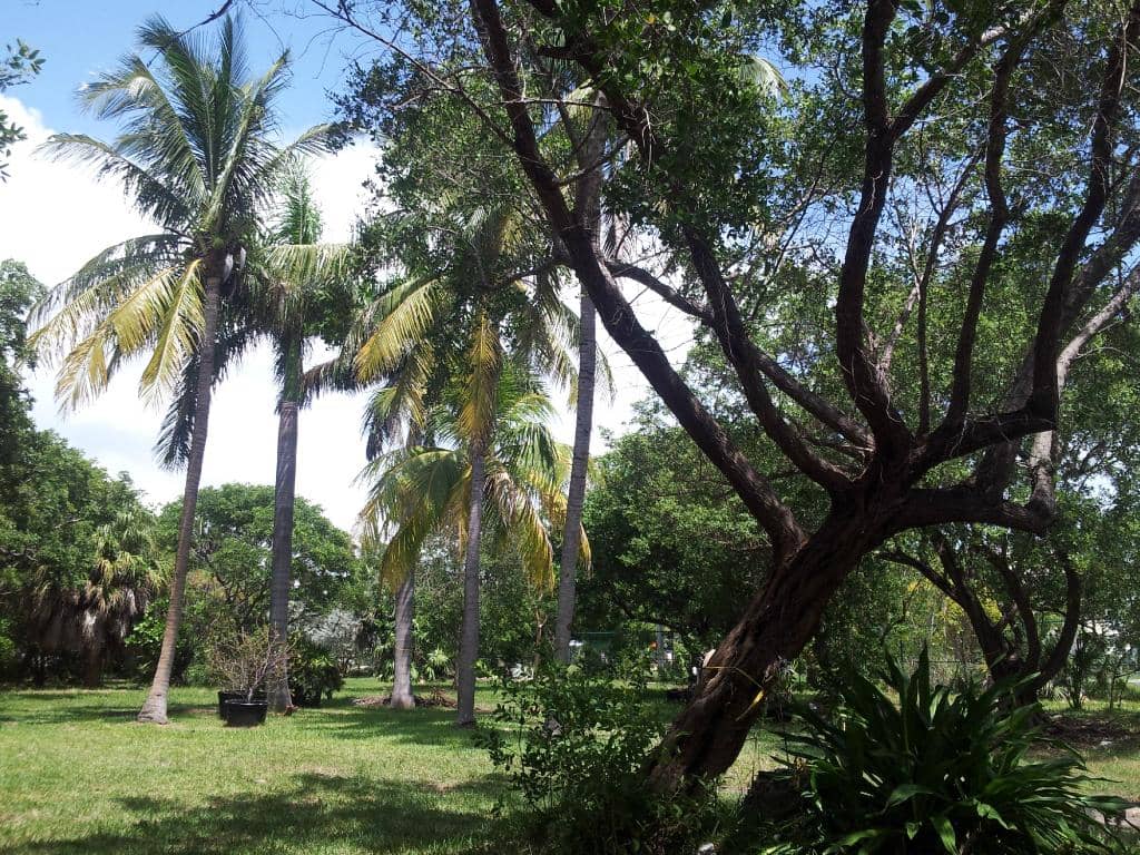 Rescued Birds of Prey