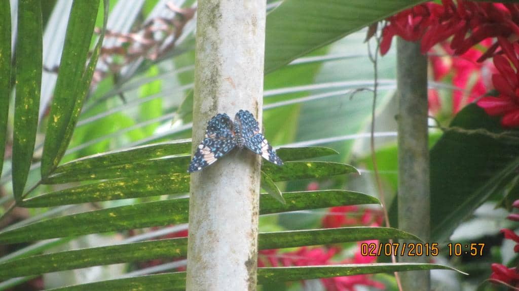 Authentic Jungle Waterfall Tour