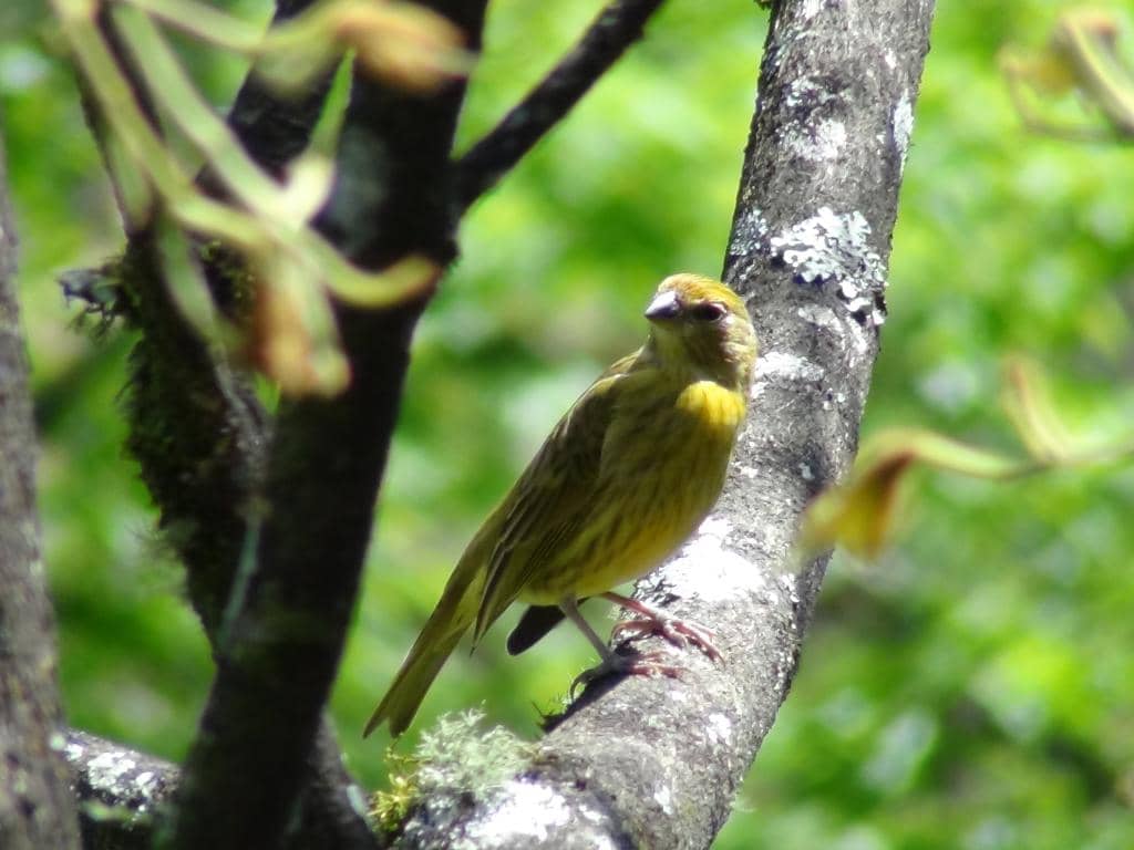 Cachaça Distillery Tour