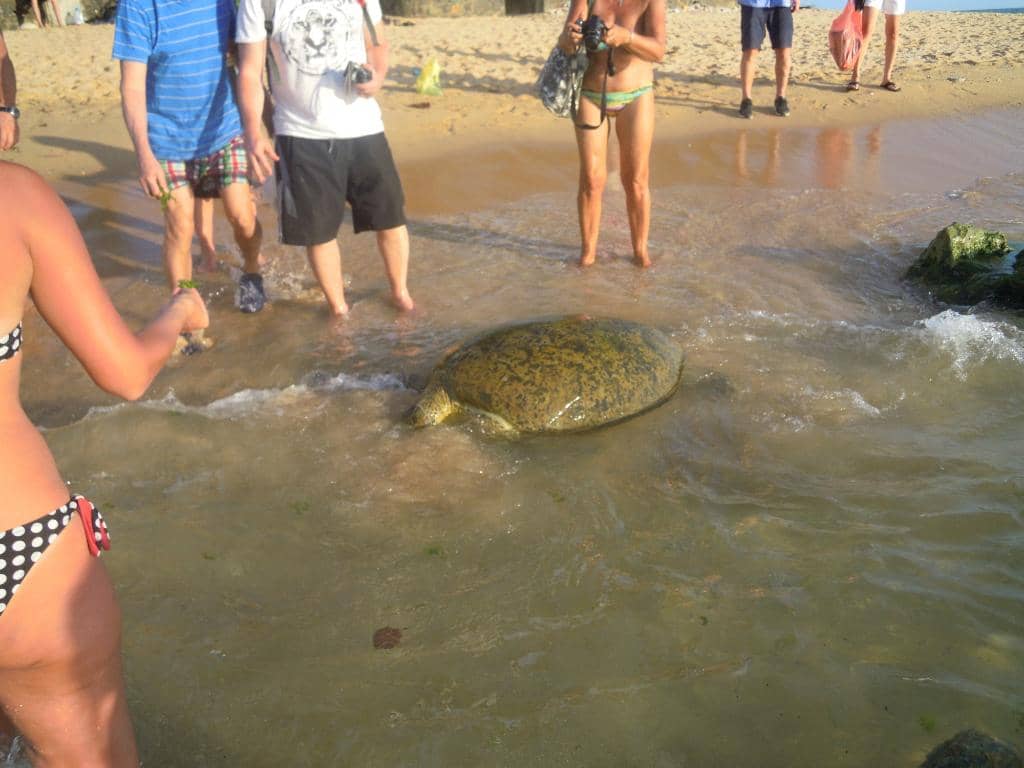 Beach Swimming