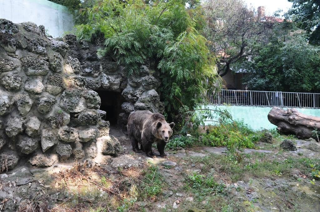 Interactive Deer Feeding