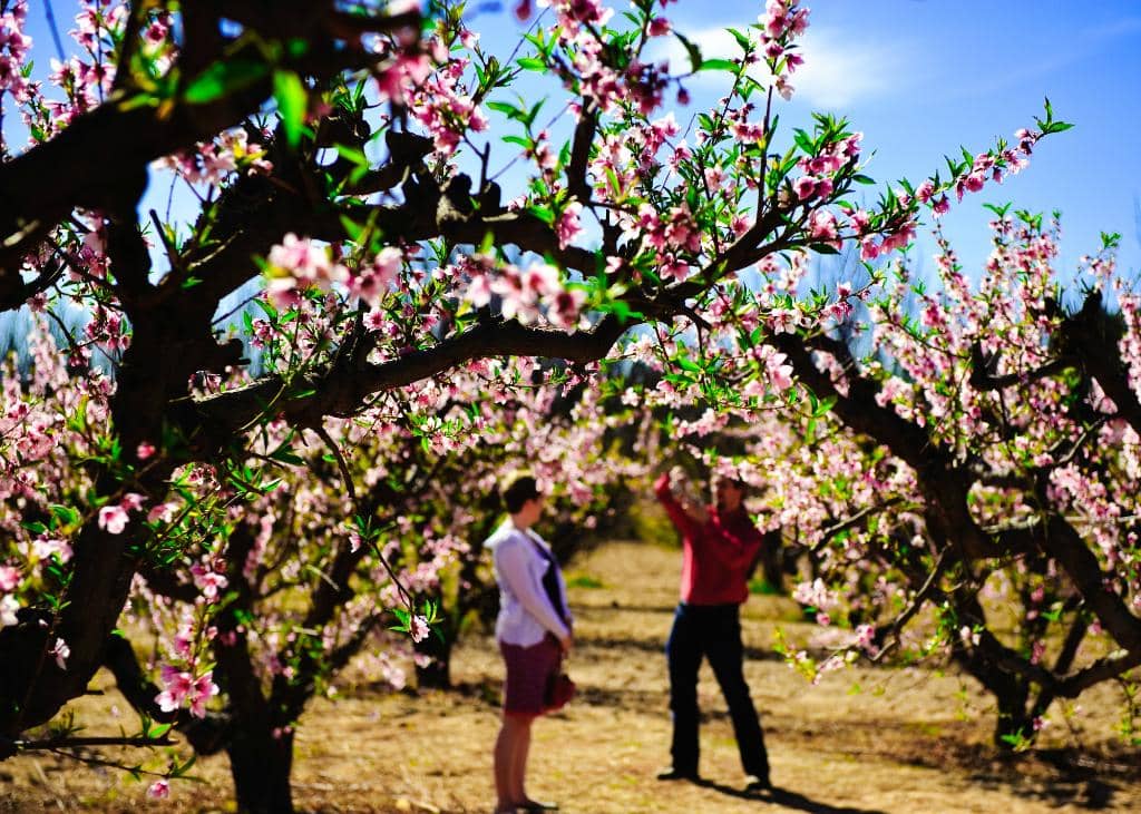 Pumpkin and Chili Party