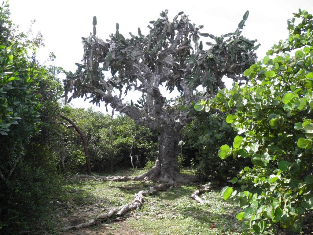 El Patriarca Cactus