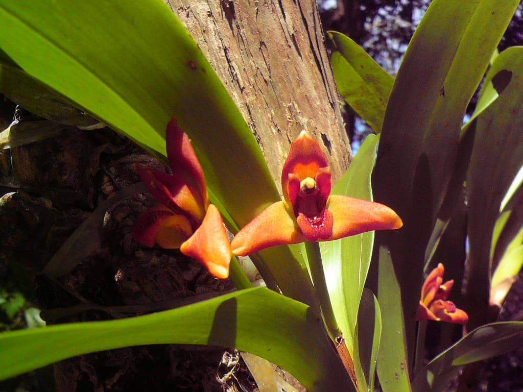 Flamboyant Trees