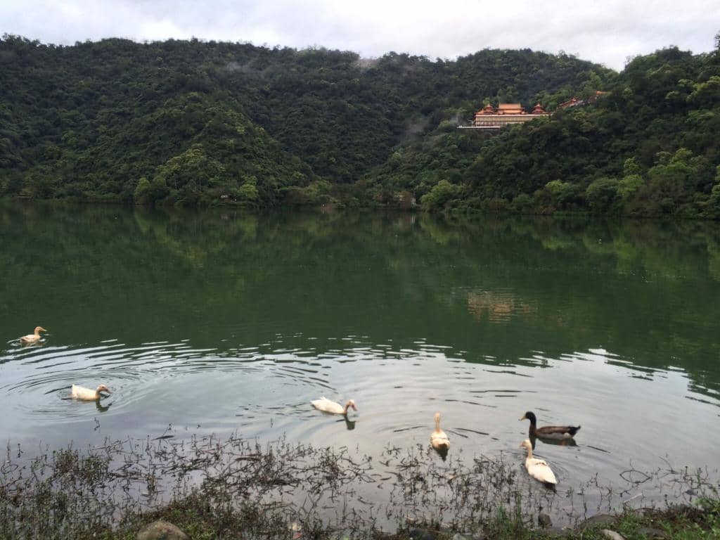 Feeding the Wildlife