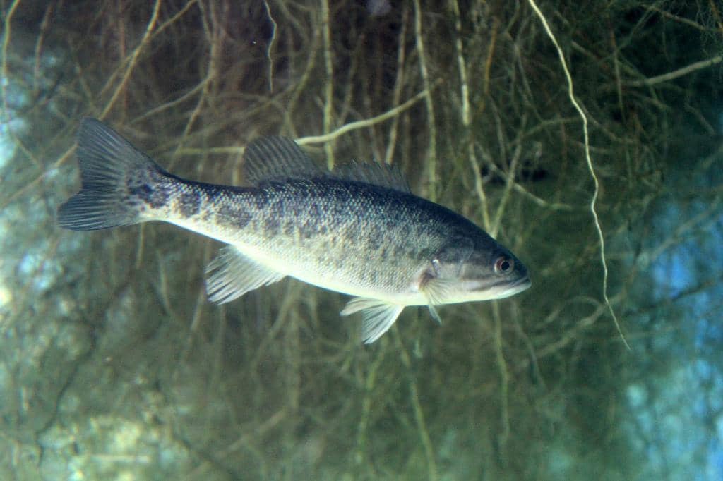 Live Aquarium Exhibits