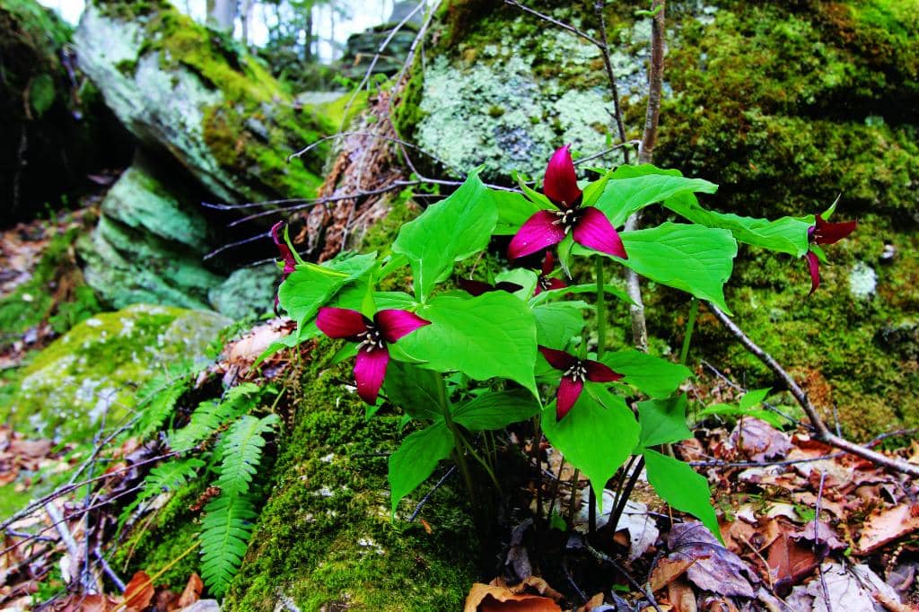 Lush Vegetation