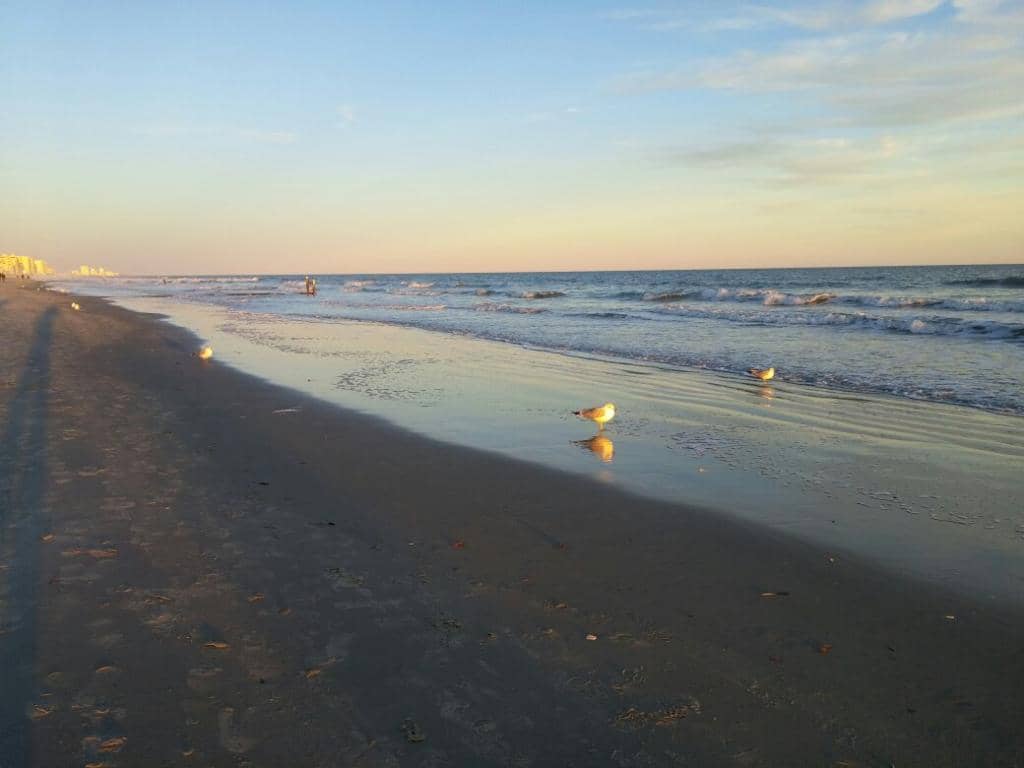 Shelling & Beachcombing