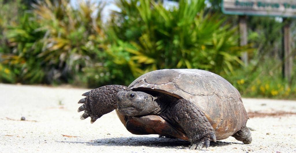 Scenic Skyline Swing