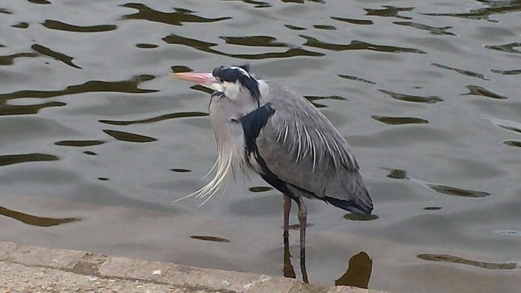 Scenic Lakeside Walks