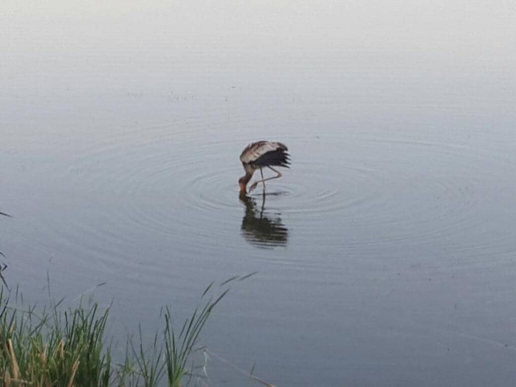 Wildlife Encounters