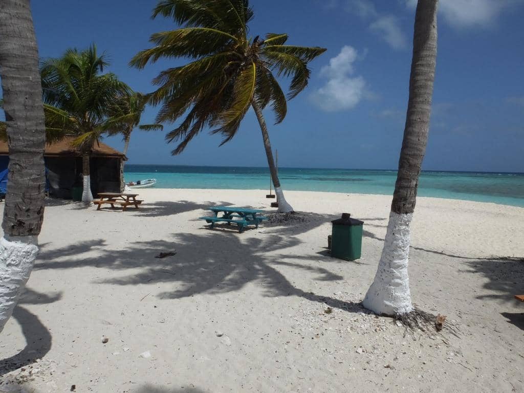 Swimming with Sharks