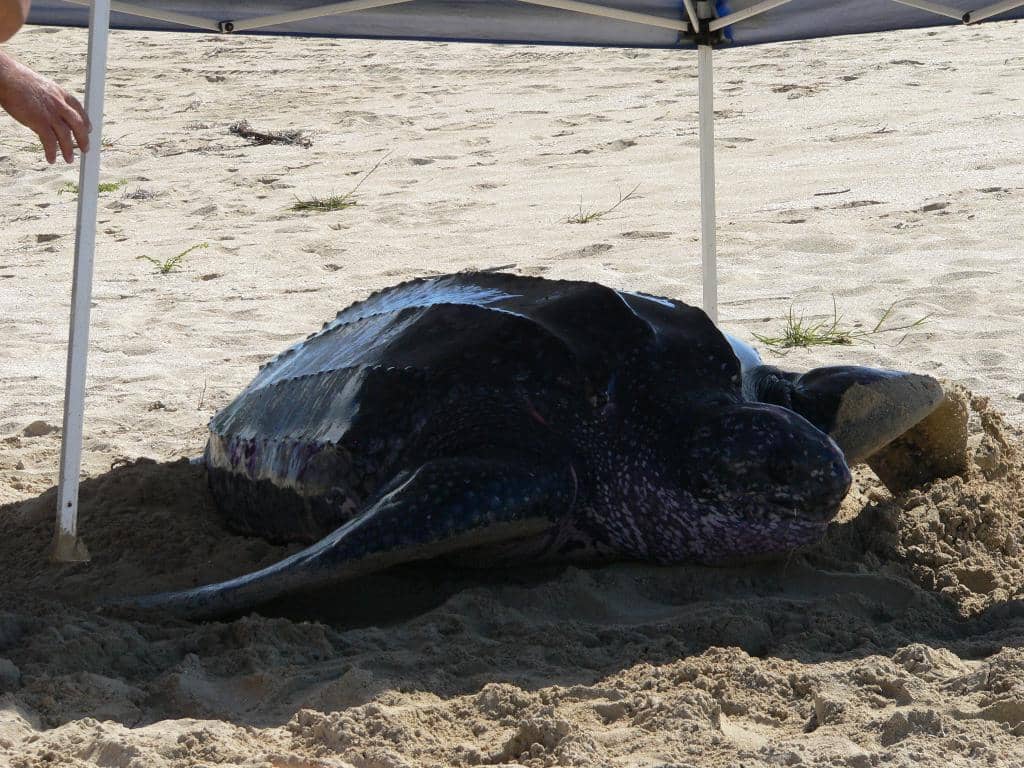 Historic Frederiksted