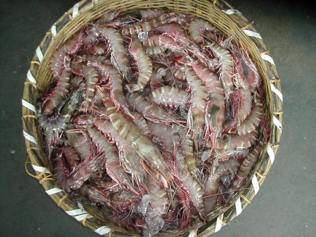 Seafood Variety