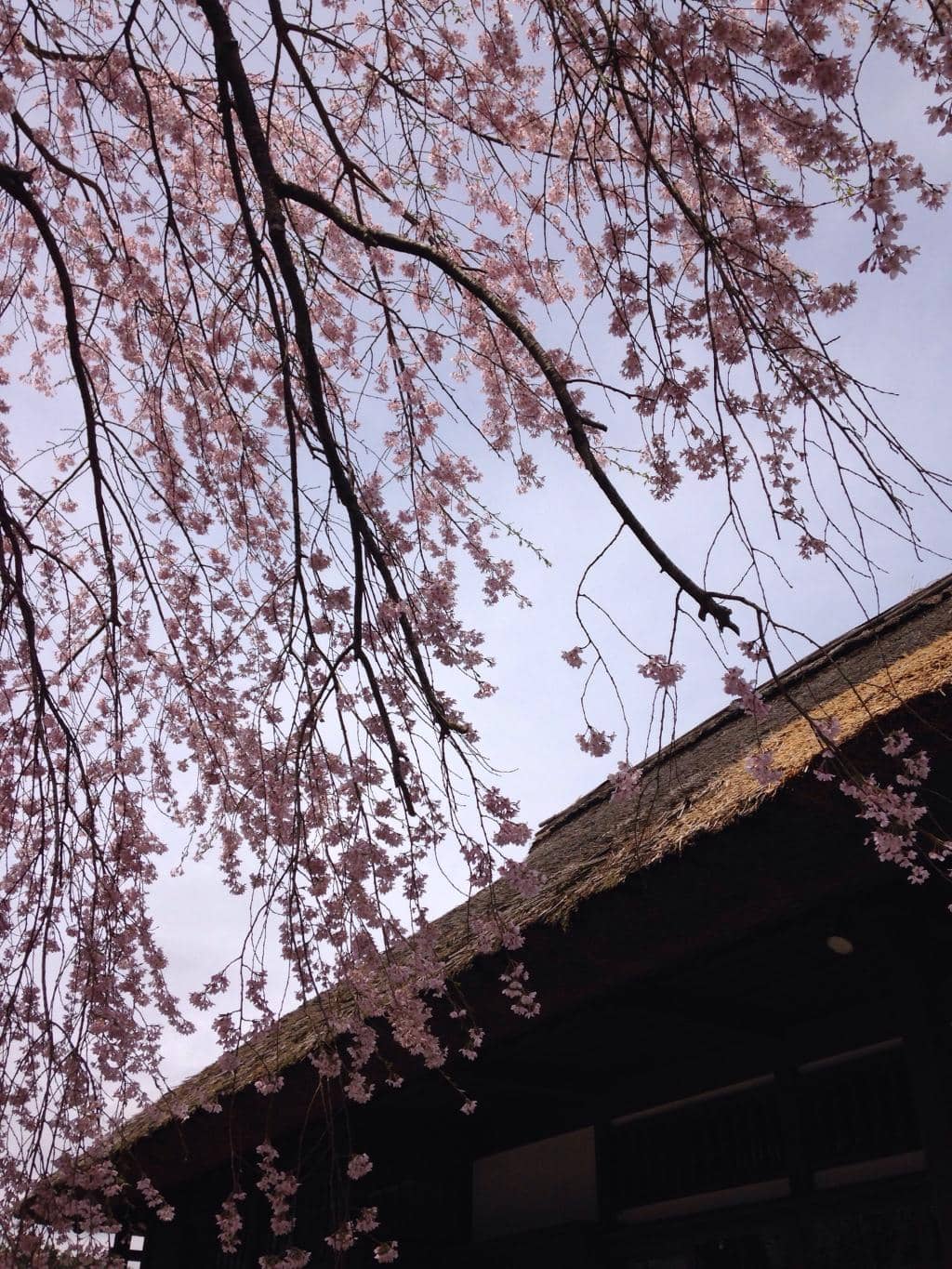 Seasonal Flower Fields