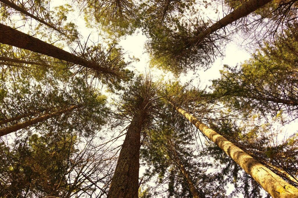 Vertical photo