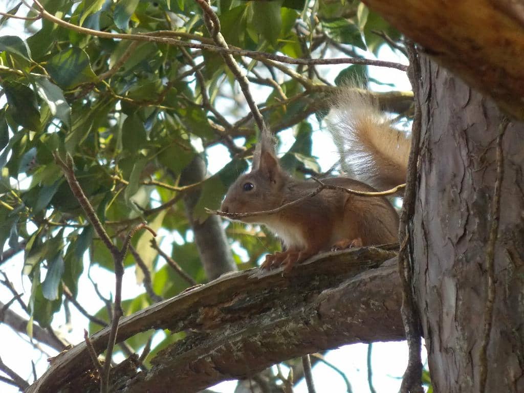 Fairytale Castle Ruins