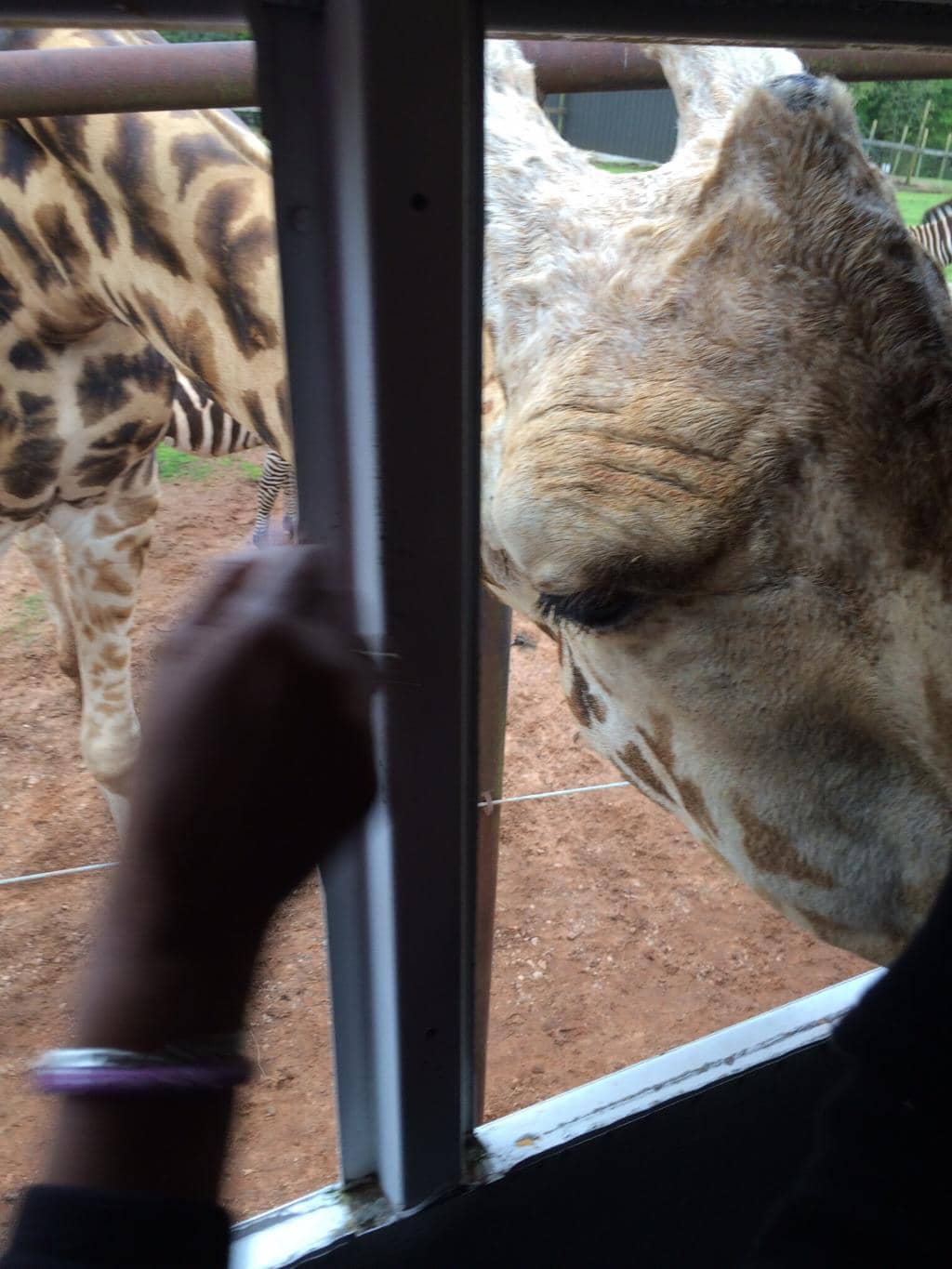 Hand-Feeding Exotic Animals