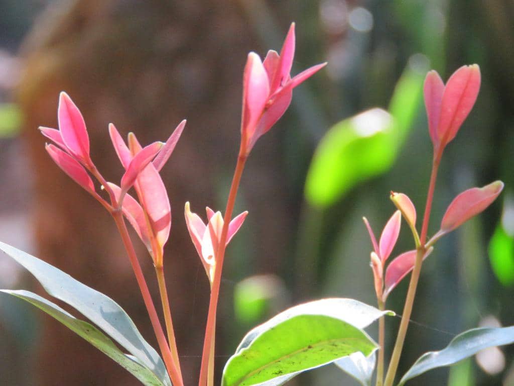 Kalimas River Boat Ride