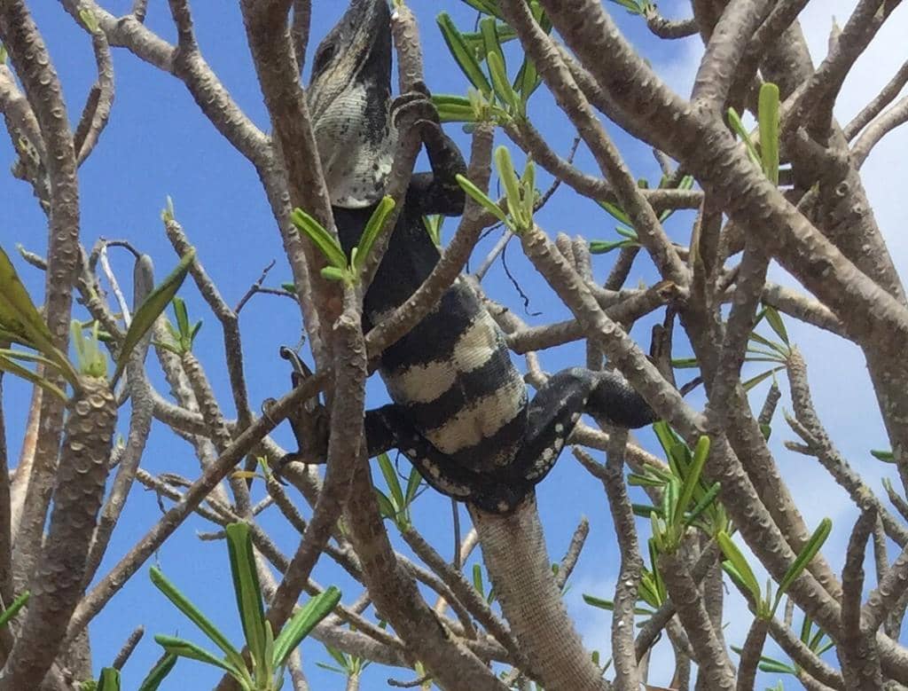 Museum of Excavated Artifacts