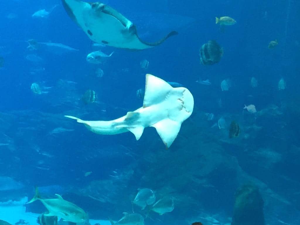 Scenic Bushwalk Access