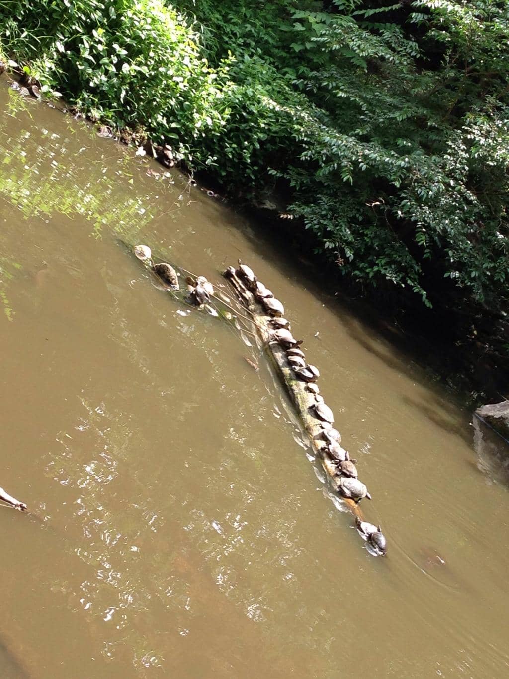 Kawazuzakura Blossoms