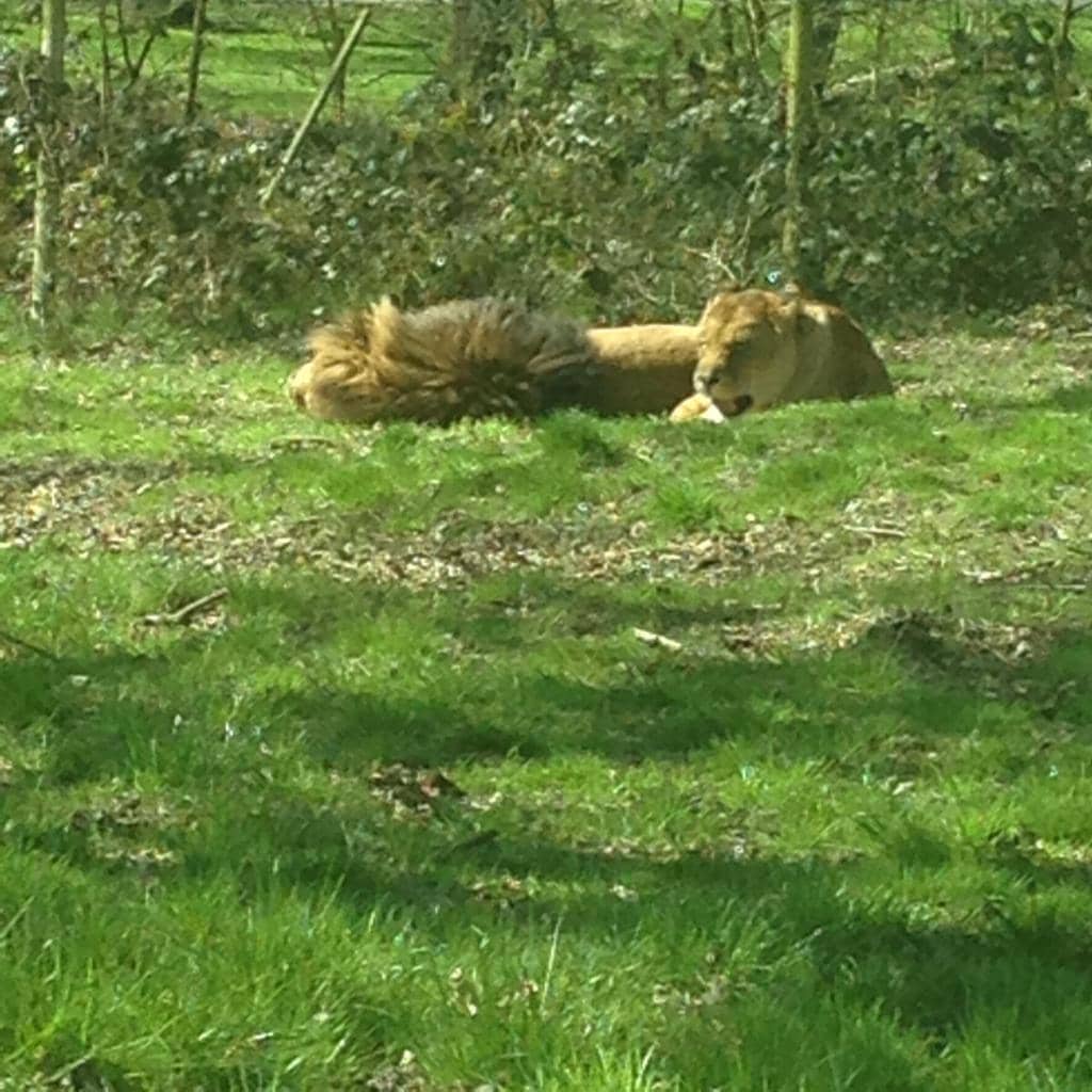 Mischievous Baboons