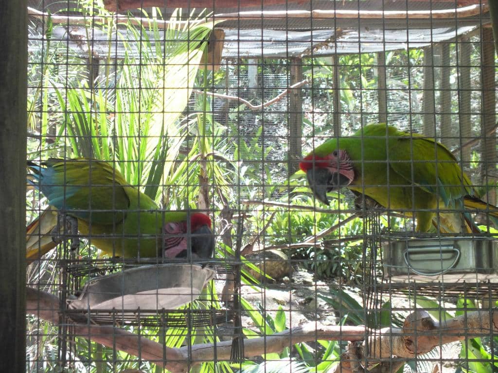 Free-Flying Macaws