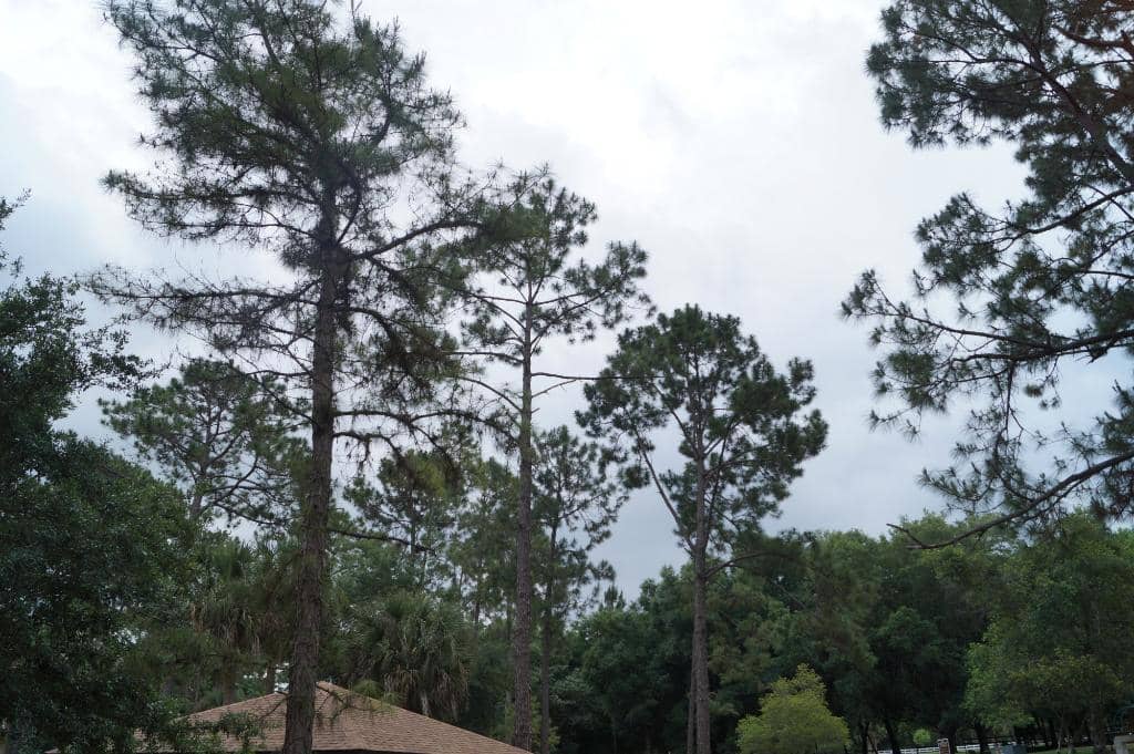 Disc Golf Courses