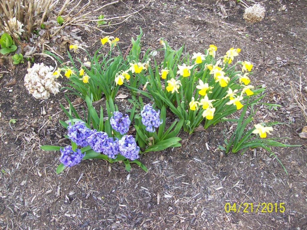 Native Plant Gardens