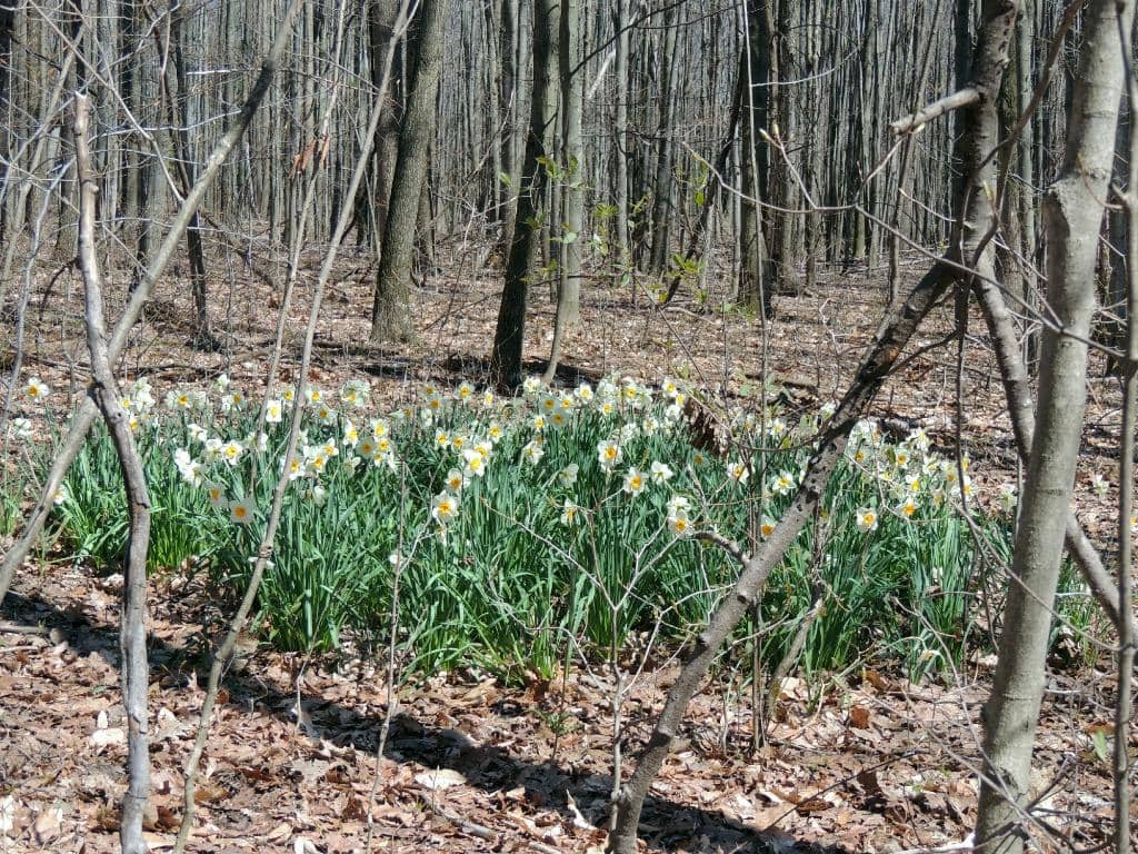 Rock Creek Trail