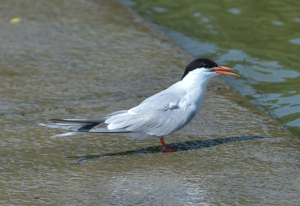 Bird Hides