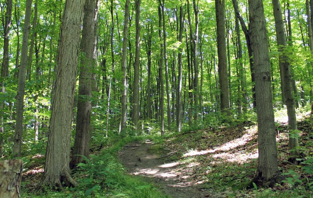 Scenic Hiking Trails