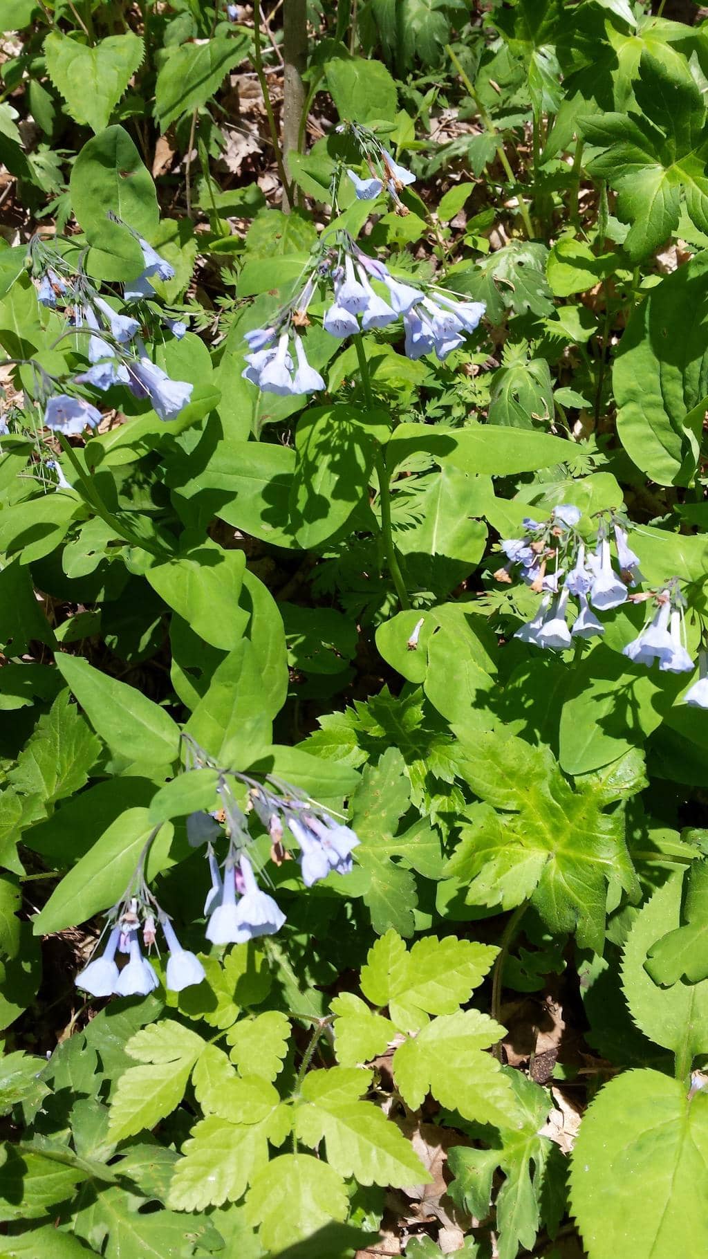 Historic Railroad Tunnel