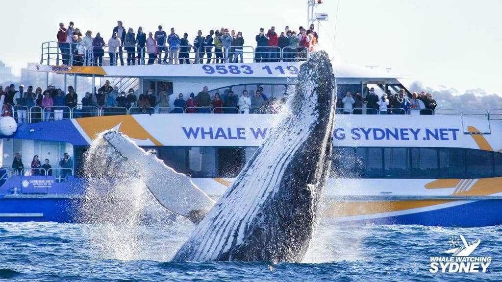 Sydney Harbour Views