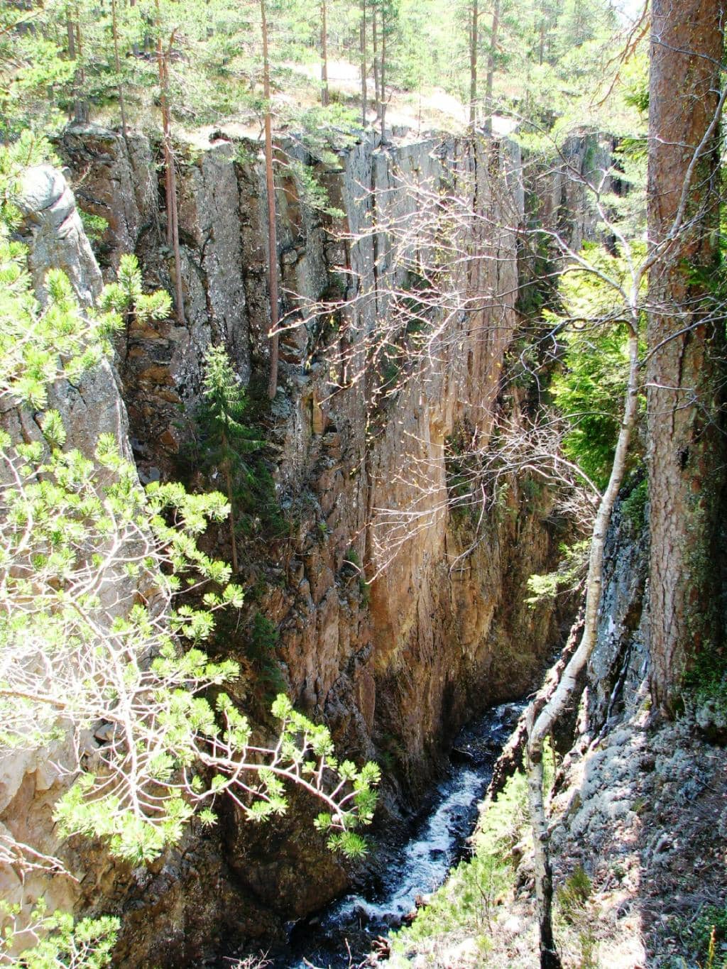 Forest Descent