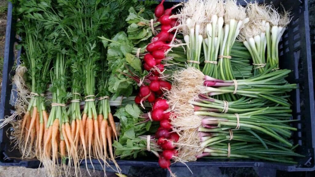 Seasonal Vegetable Delights