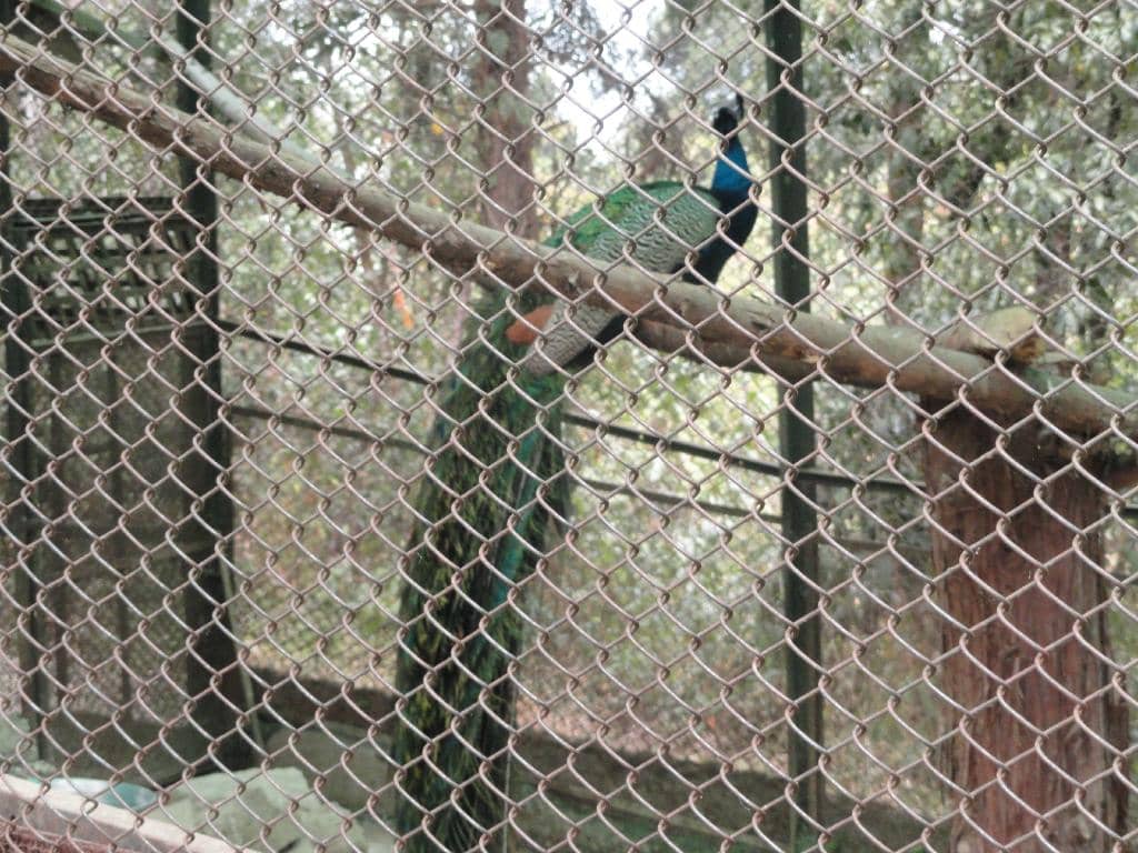 Khangchendzonga Views