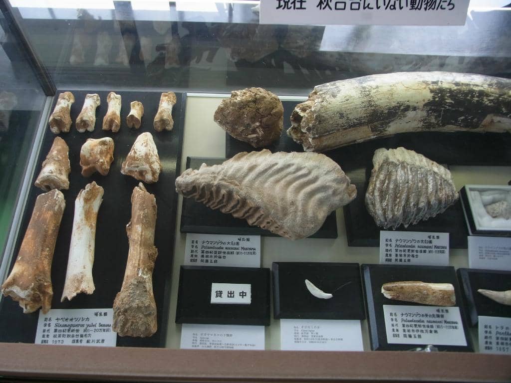 Historical Video Archive