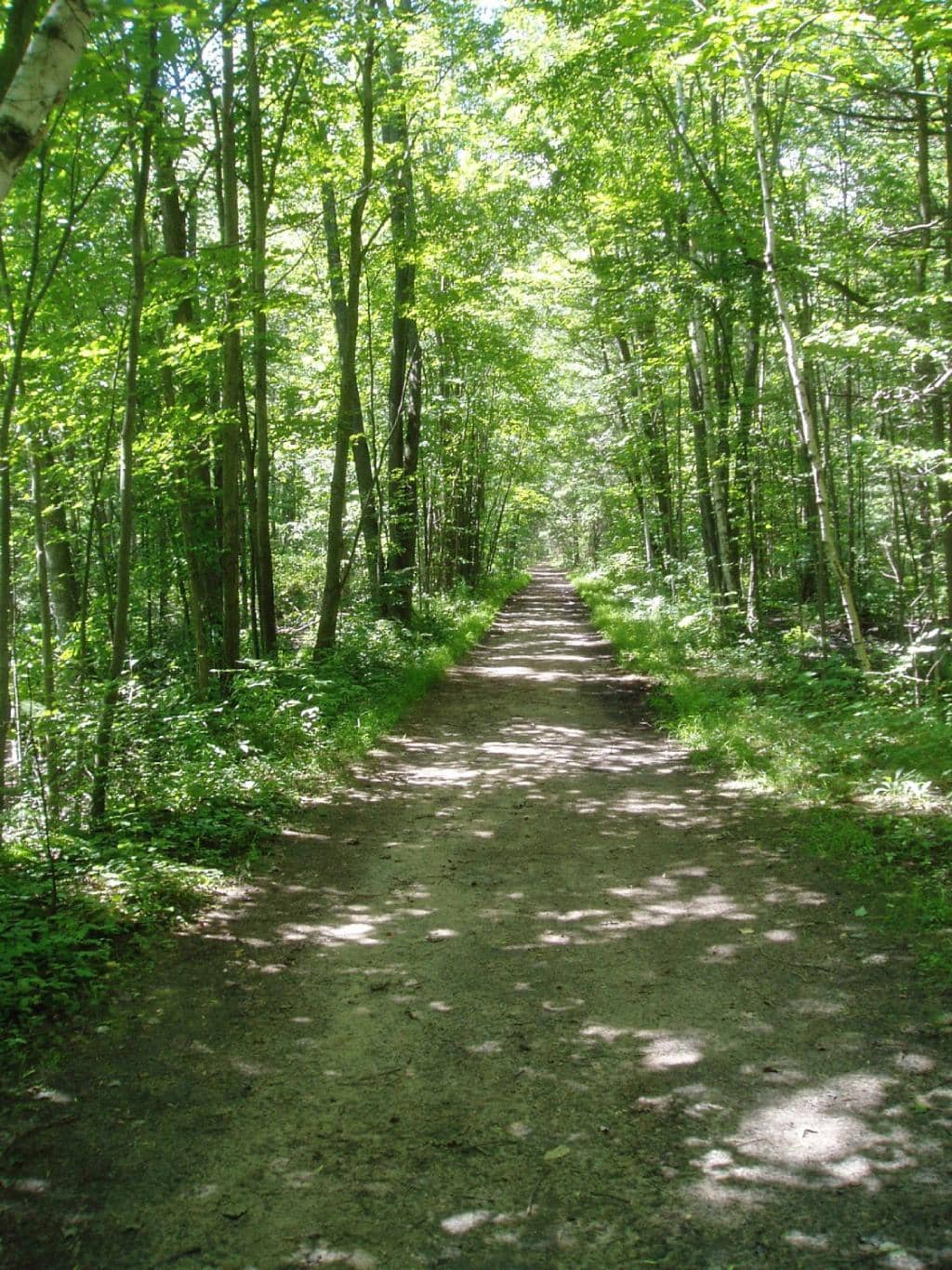 Canopy Walk Adventure