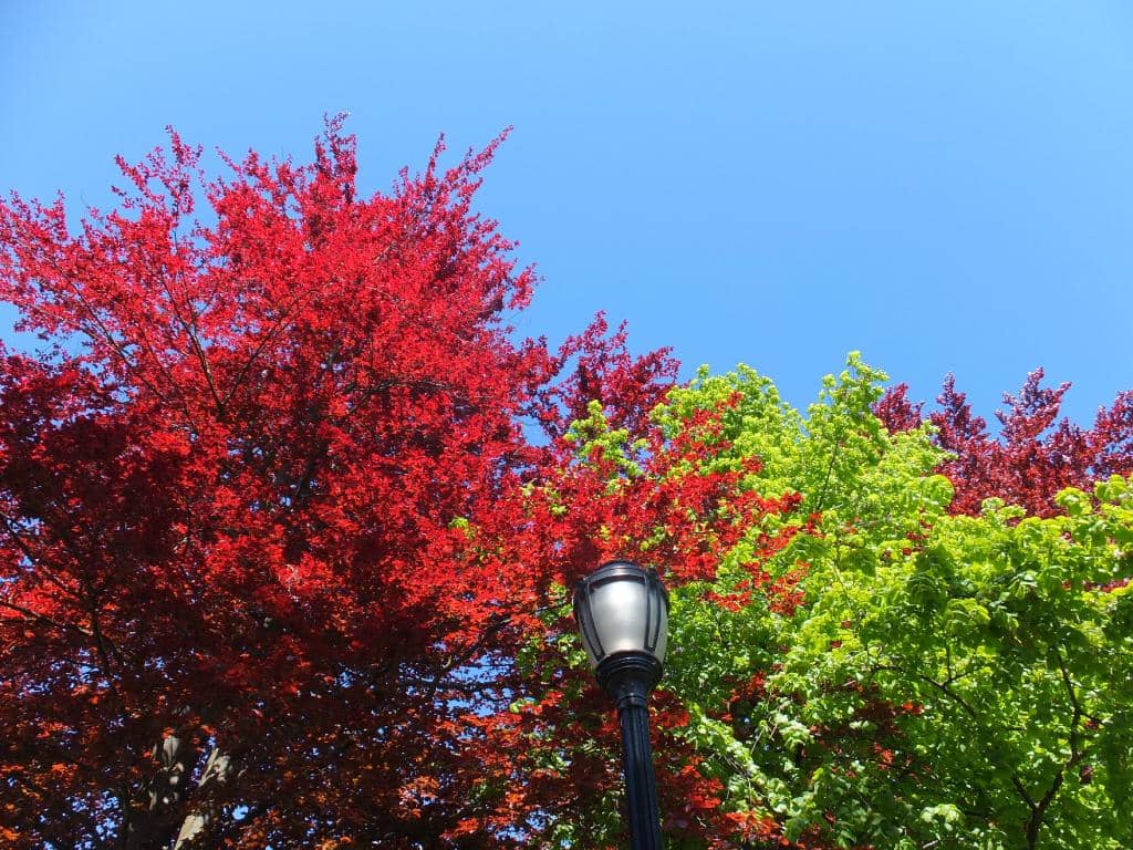 Autumn Colors