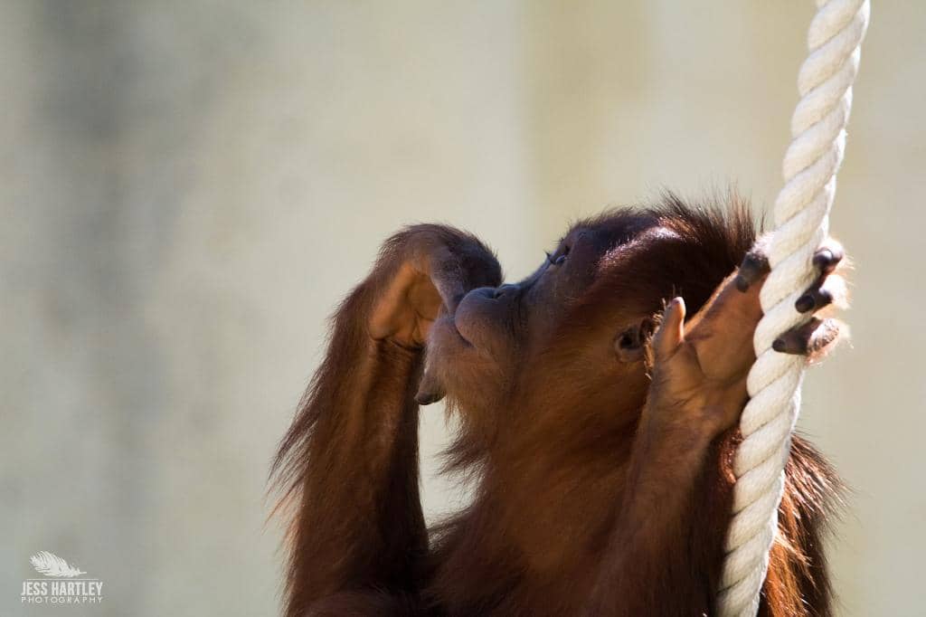 Gibbon Exhibit